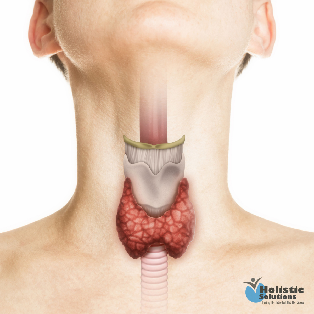 Weight Loss Struggles And Your Thyroid
